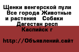 Щенки венгерской пули - Все города Животные и растения » Собаки   . Дагестан респ.,Каспийск г.